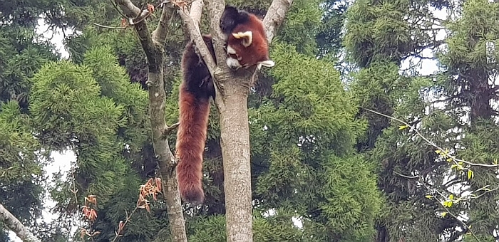 red panda gangtok zoo