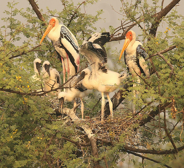 Painted stork Bharatpur