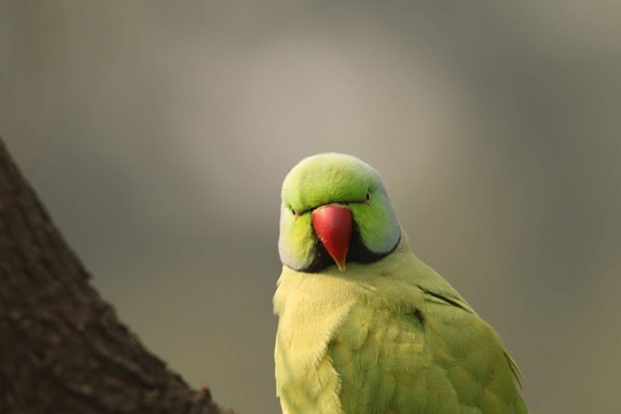 Parrot bharatpur national park