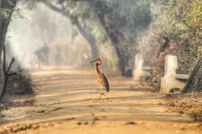 Grey heron bharatpur national park